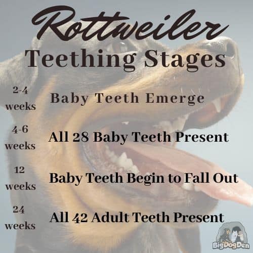 baby teeth 4 weeks