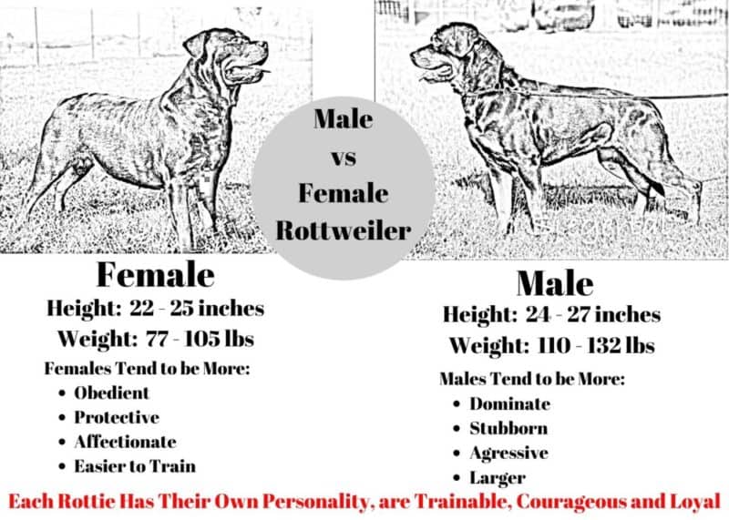 are female rottweilers bigger puppies