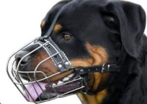 Rottweilers and Muzzles