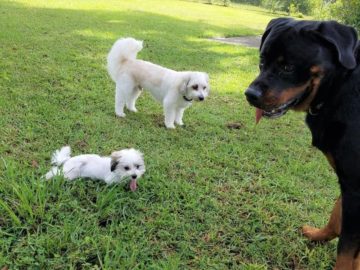rottweiler with small dogs