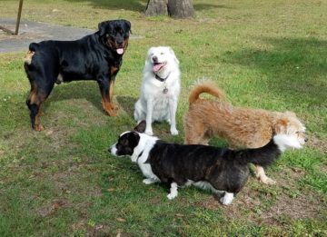 rottweiler getting along with dogs
