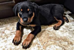 how to choose a rottweiler puppy