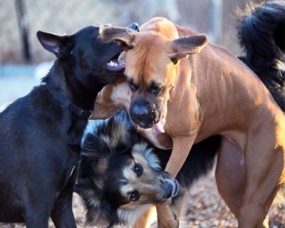 are big dogs more aggressive than small dogs 
